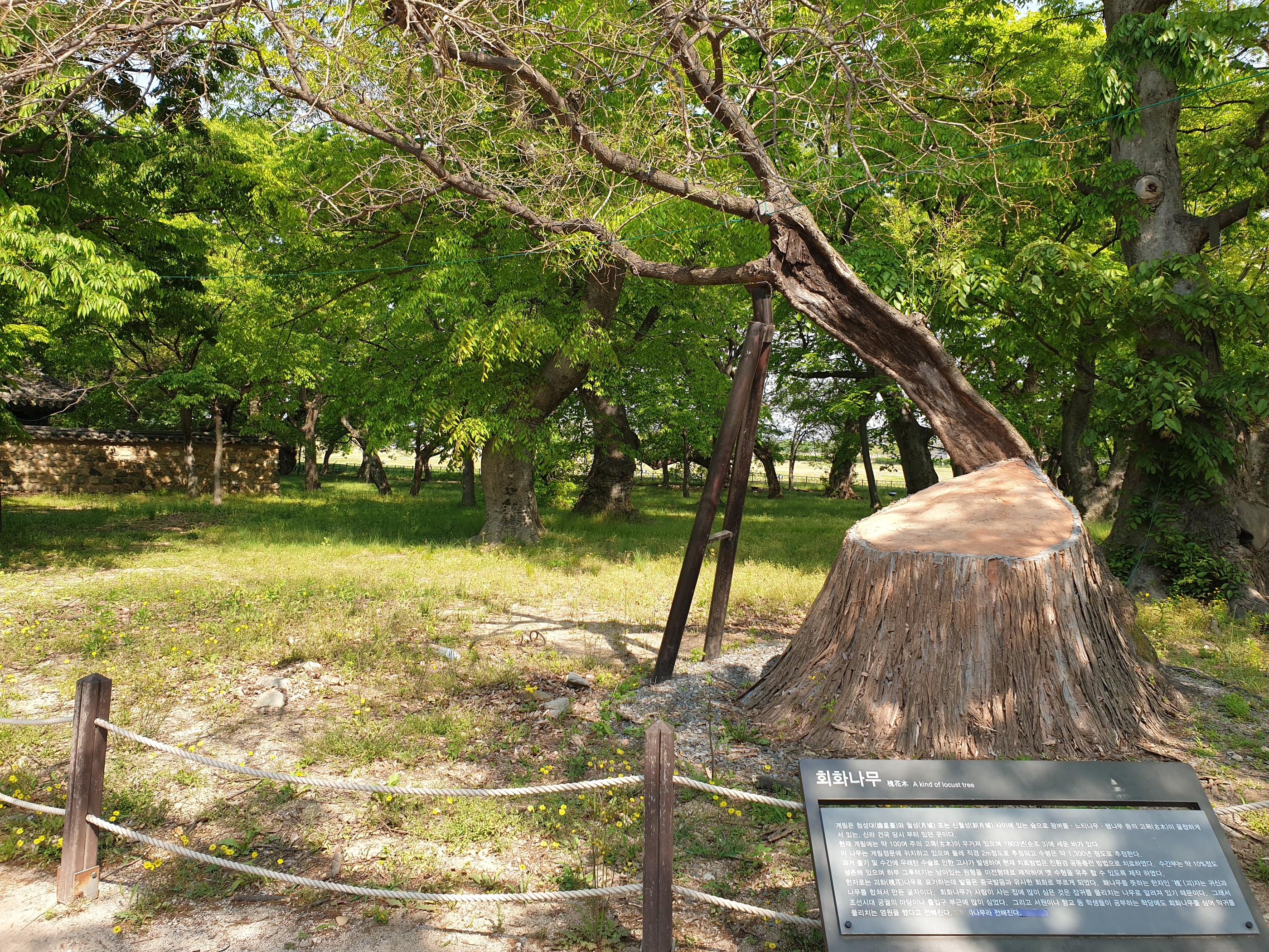 첨성대、瞻星台、チョムソンデ、慶州、キョンジュ、韓国田舎、韓国、韓国歴史、월정교、月精橋、ウォルジョンギョ、교촌한옥마을、校村韓屋村、キョチョンハノクマウル、韓屋村、계림、鶏林、ケリム、ファンリダンギル、대릉원、大陵苑、デルンウォン、동궁과월지、東宮と月地、トングングァウォルチ、キョリキンパ、チャルボリパン、10ウォンパン、キョンジュパン、慶州パン、慶州ワールド、キョンジュワールド、韓国絶叫コースター、韓国遊園地、スンドゥブ、スンドゥブチゲ、ジョン、チヂミ、仏国寺、プルグッサ、ソクラム、石窟庵,慶州、キョンジュ、ソウル郊外
