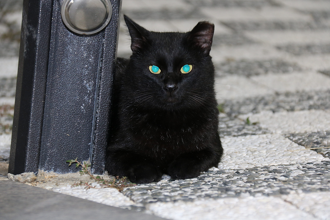 Ein seltener Anblick in Südkorea, eine streunende Katze, die gegen eine urbanisierte Umgebung lehnt - Symbol für die geringe Zahl streunender Tiere im Land aufgrund strenger Vorschriften.