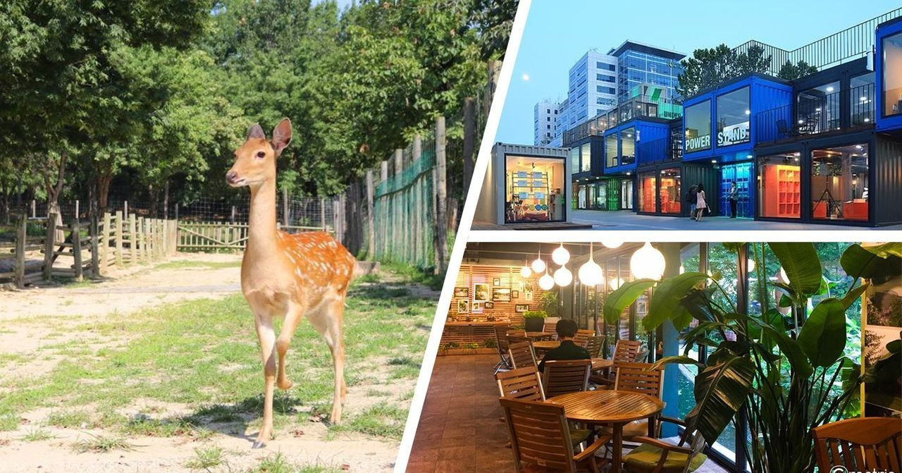 ภาพคอลลาจของสถานที่ท่องเที่ยวใกล้ Seoul Forest อย่างเช่น ร้านกาแฟและกลุ่มคอนเทนเนอร์