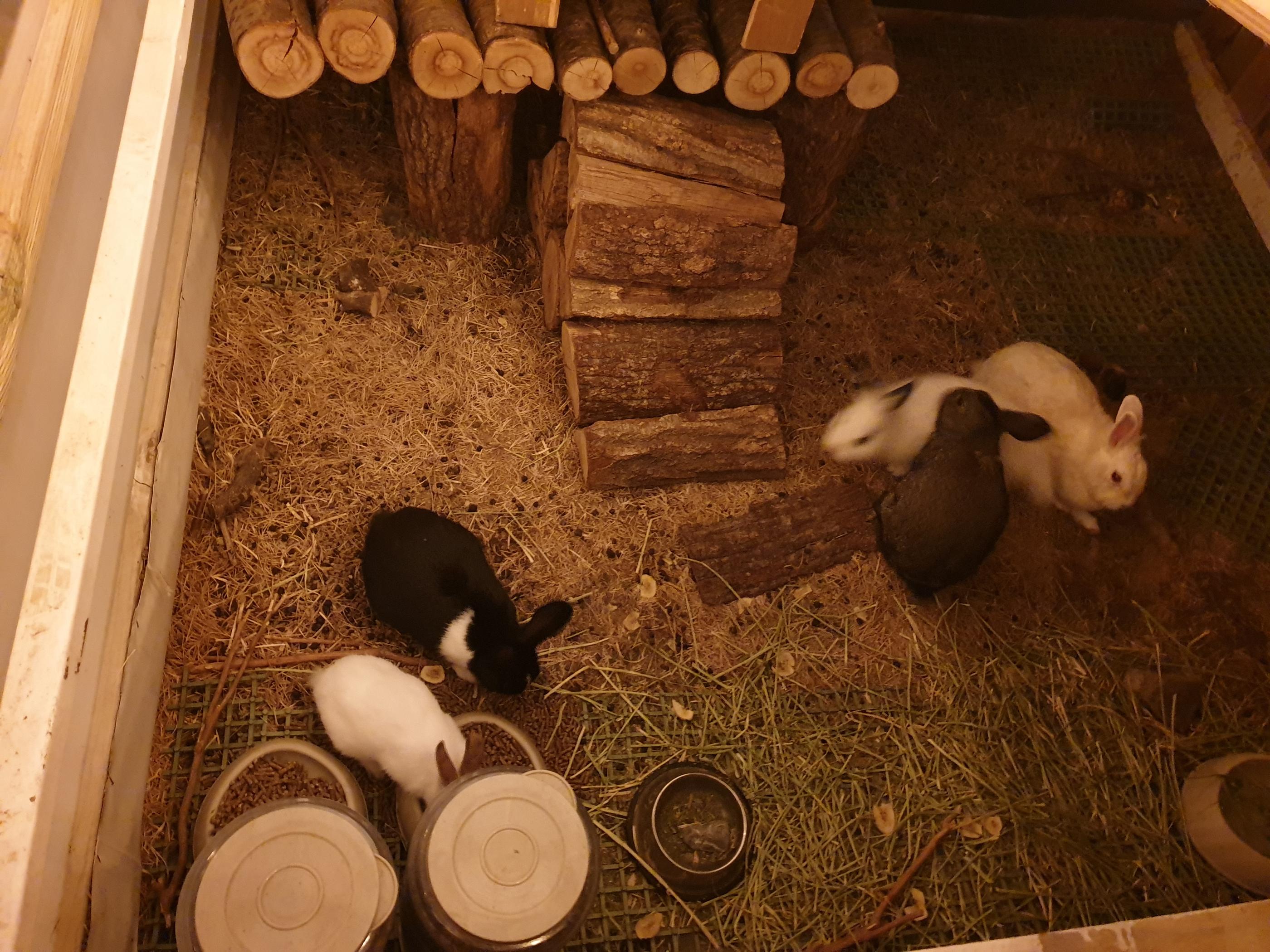 韓国カフェ、韓国、カフェ、空港鉄道、ケヤン駅、ケヤン、コマム、コマム駅、仁川、インチョン、仁川カフェ、インチョンカフェ、野外カフェ、夜景、夜景カフェ、韓国おススメカフェ、韓国おすすめカフェ、仁川広域市、広域市、インチョン空港、韓国空港、キンポ空港、キンポ、金浦、金浦空港、仁川空港、空港周辺、韓国空港、うさぎ、鳥、韓国うさぎ、うさぎカフェ