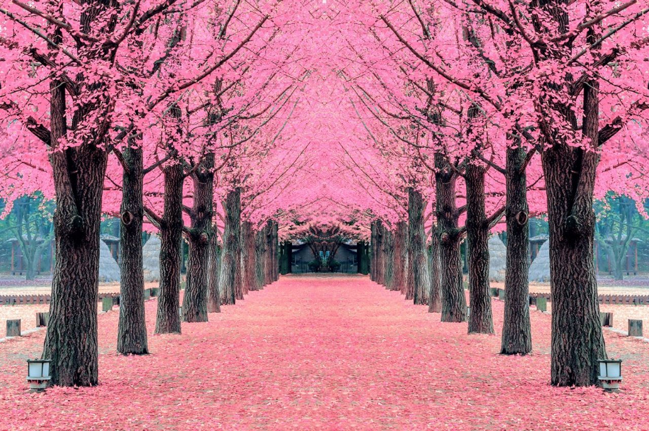 เที่ยวเกาะนามิและโรงงานกลั่นเหล้าโบราณ