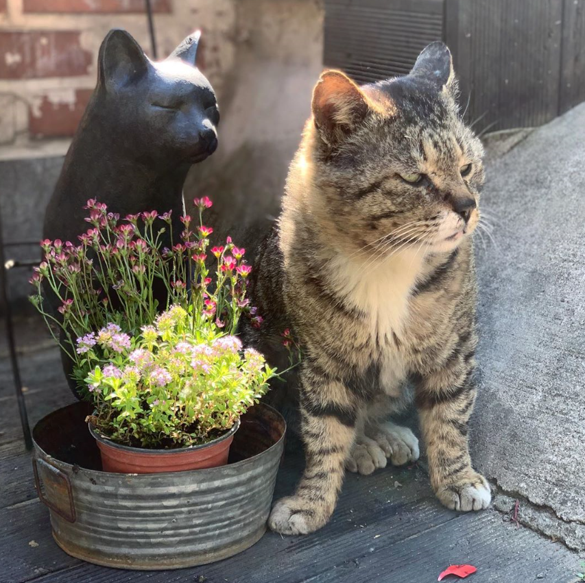 韓国、韓国ピンス、ピンス、かき氷、韓国かき氷、韓国カフェ、カフェ