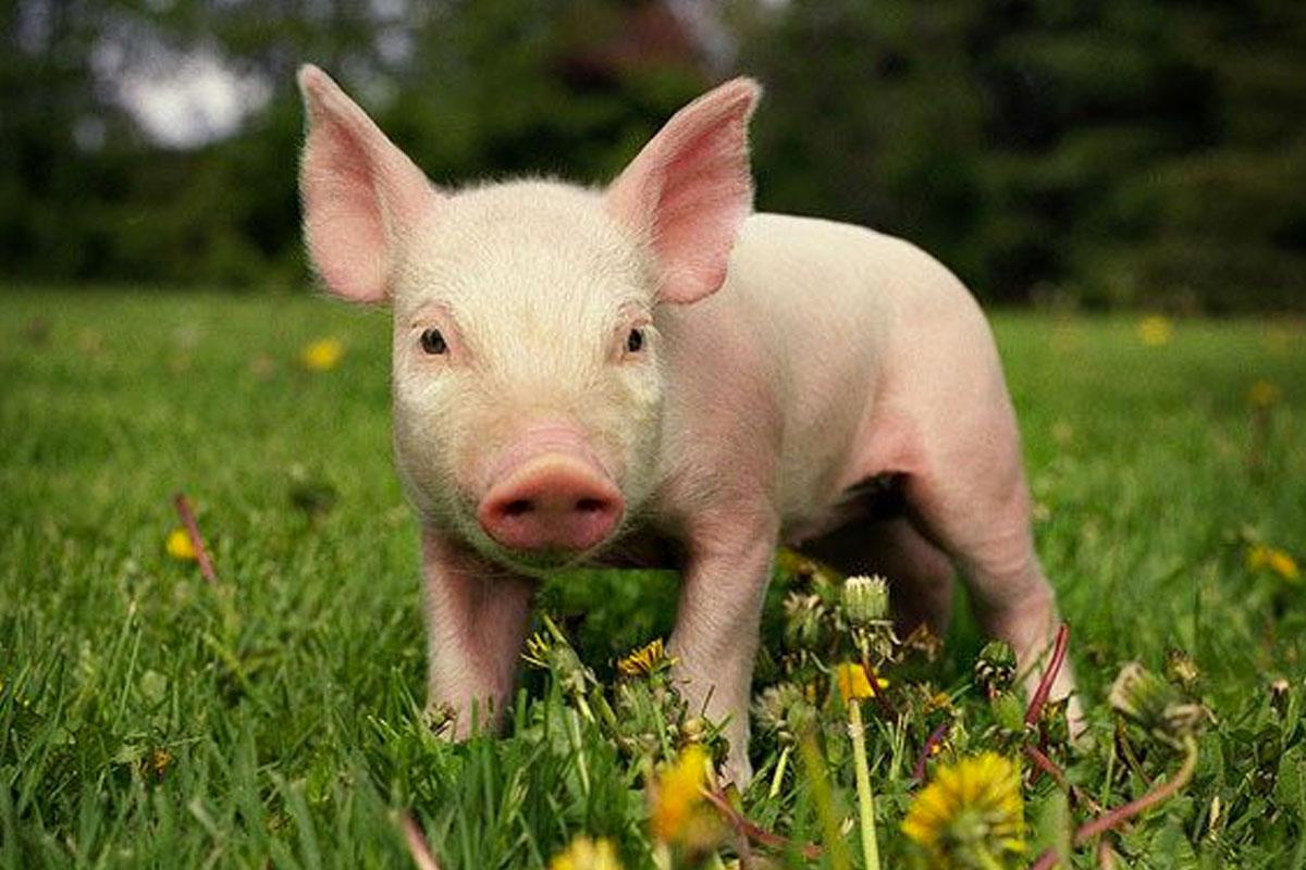 สายมูเตลูห้ามพลาดกับคำทำนายฝันฉบับเกาหลี! ถ้าฝันถึงงู แปลว่าจะได้เจอเนื้อคู่หรือเปล่านะ? แล้วถ้าฝันถึงน้องแมวล่ะ มันแปลว่าอะไร? 