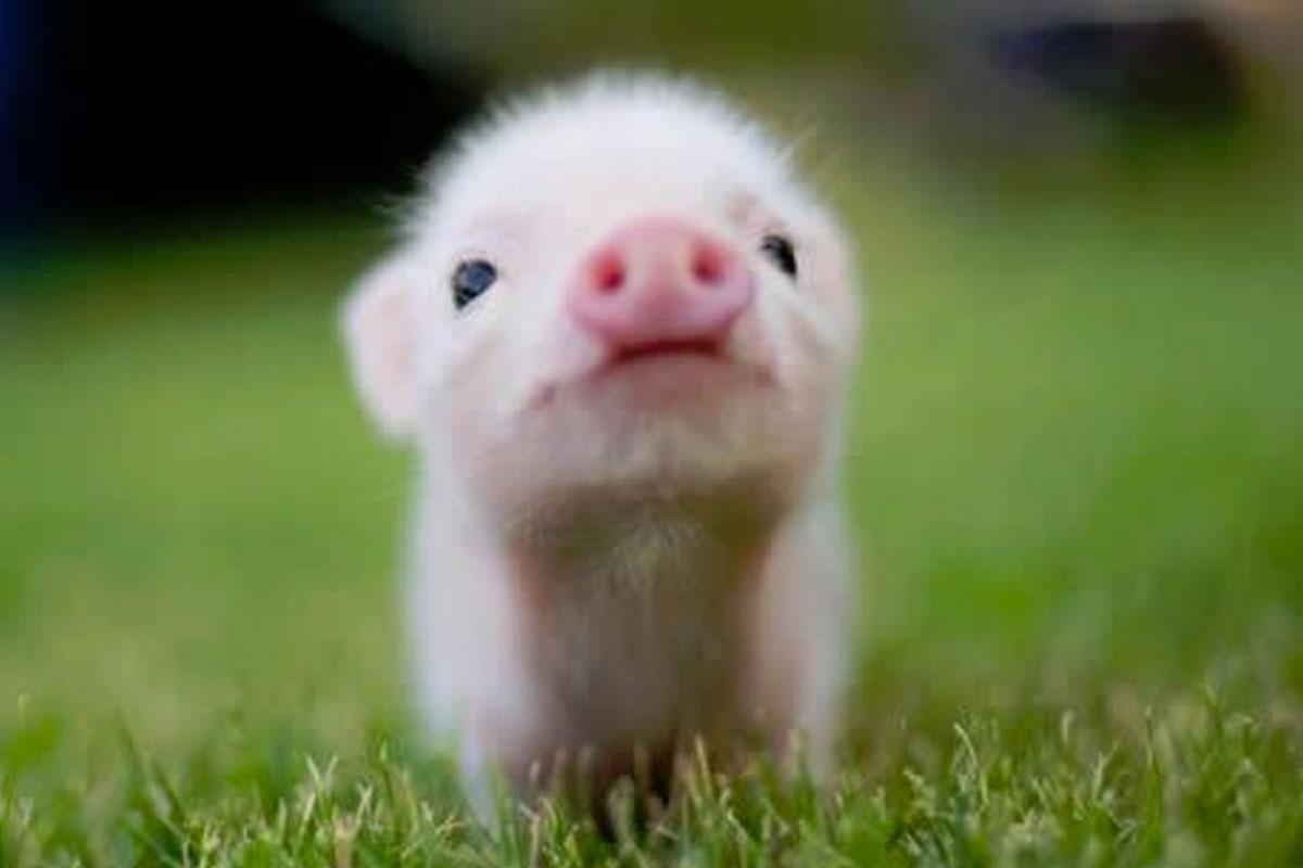 สายมูเตลูห้ามพลาดกับคำทำนายฝันฉบับเกาหลี! ถ้าฝันถึงงู แปลว่าจะได้เจอเนื้อคู่หรือเปล่านะ? แล้วถ้าฝันถึงน้องแมวล่ะ มันแปลว่าอะไร? 