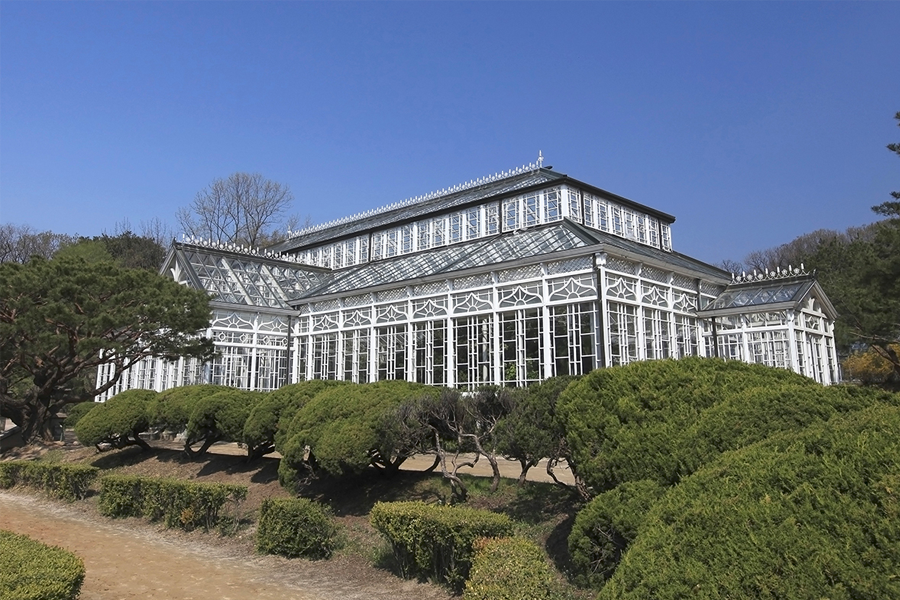 The lush cherry blossom trees with a classic stone bridge at Changgyeonggung Palace during spring.