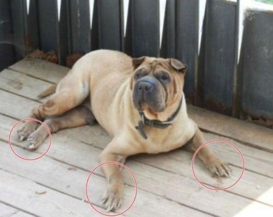 G-DRAGONの愛犬ガホ、木製のデッキに寝そべるシャーペイ犬で、長い足爪が見える