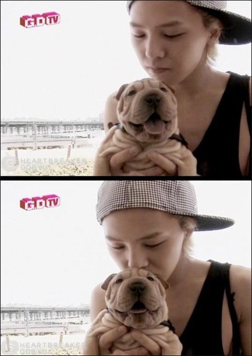 G-DRAGONの愛犬ガホ、若い頃のシャーペイ犬のかわいらしい姿を抱えている