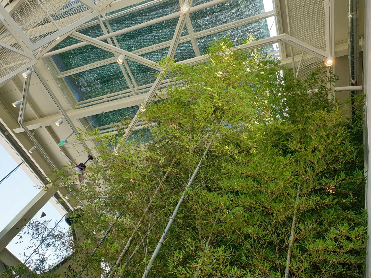 韓国BAMBOO15-8カフェ内の竹の装飾。竹や木が並んで良い香りが漂っています。