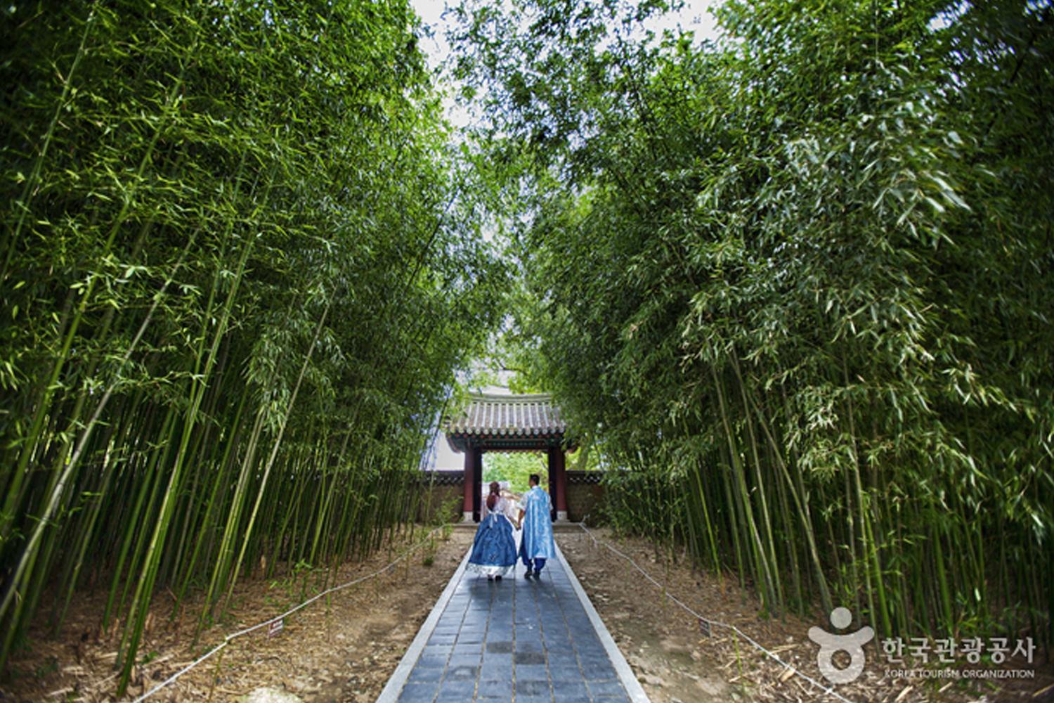 慶基殿附近的竹林步道,提供悠然的自然風光適合拍攝。