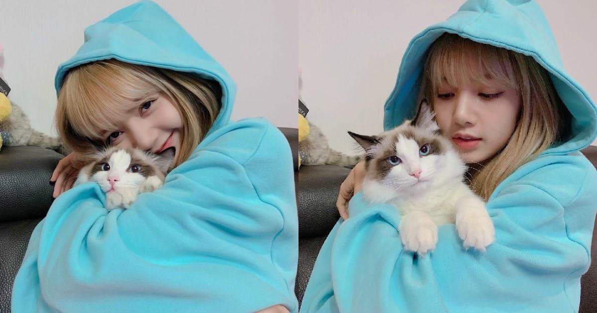 เคยสงสัยมั้ยว่า ทำไมในเกาหลีไม่ค่อยเห็นน้องหมาจรจัดตามท้องถนน ? แต่ในทางตรงกันข้ามปัญหาจำนวนน้องแมวจรจัดที่เพิ่มมากขึ้นในประเทศเกาหลีกลับเพิ่มมากขึ้น หรือเพราะน้องแมวเป็นสัตว์กาลกิณีสำหรับคนเกาหลี ?