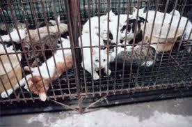 เคยสงสัยมั้ยว่า ทำไมในเกาหลีไม่ค่อยเห็นน้องหมาจรจัดตามท้องถนน ? แต่ในทางตรงกันข้ามปัญหาจำนวนน้องแมวจรจัดที่เพิ่มมากขึ้นในประเทศเกาหลีกลับเพิ่มมากขึ้น หรือเพราะน้องแมวเป็นสัตว์กาลกิณีสำหรับคนเกาหลี ?