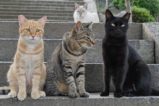 เคยสงสัยมั้ยว่า ทำไมในเกาหลีไม่ค่อยเห็นน้องหมาจรจัดตามท้องถนน ? แต่ในทางตรงกันข้ามปัญหาจำนวนน้องแมวจรจัดที่เพิ่มมากขึ้นในประเทศเกาหลีกลับเพิ่มมากขึ้น หรือเพราะน้องแมวเป็นสัตว์กาลกิณีสำหรับคนเกาหลี ?