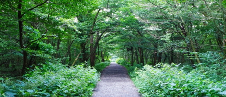 A complete guide for a perfect trip to Jeju Island | Activities, restaurants, cafes and more!