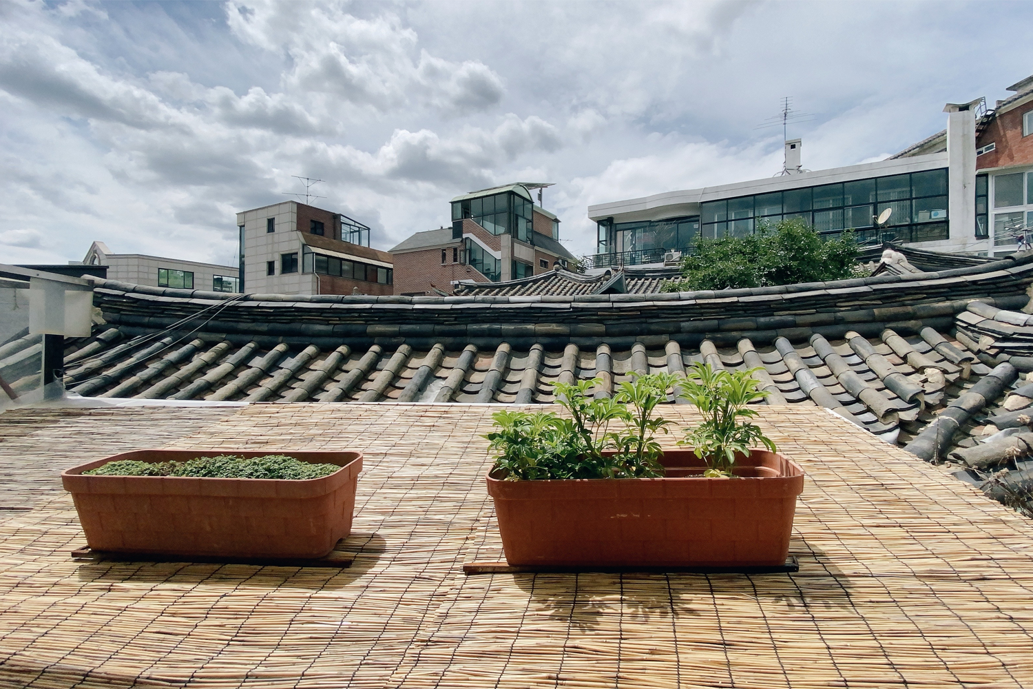 Cafe58.4的屋頂景觀，展示兩個種植著植物的盆栽，與背後的韓屋屋頂和城市景緻相映成趣。