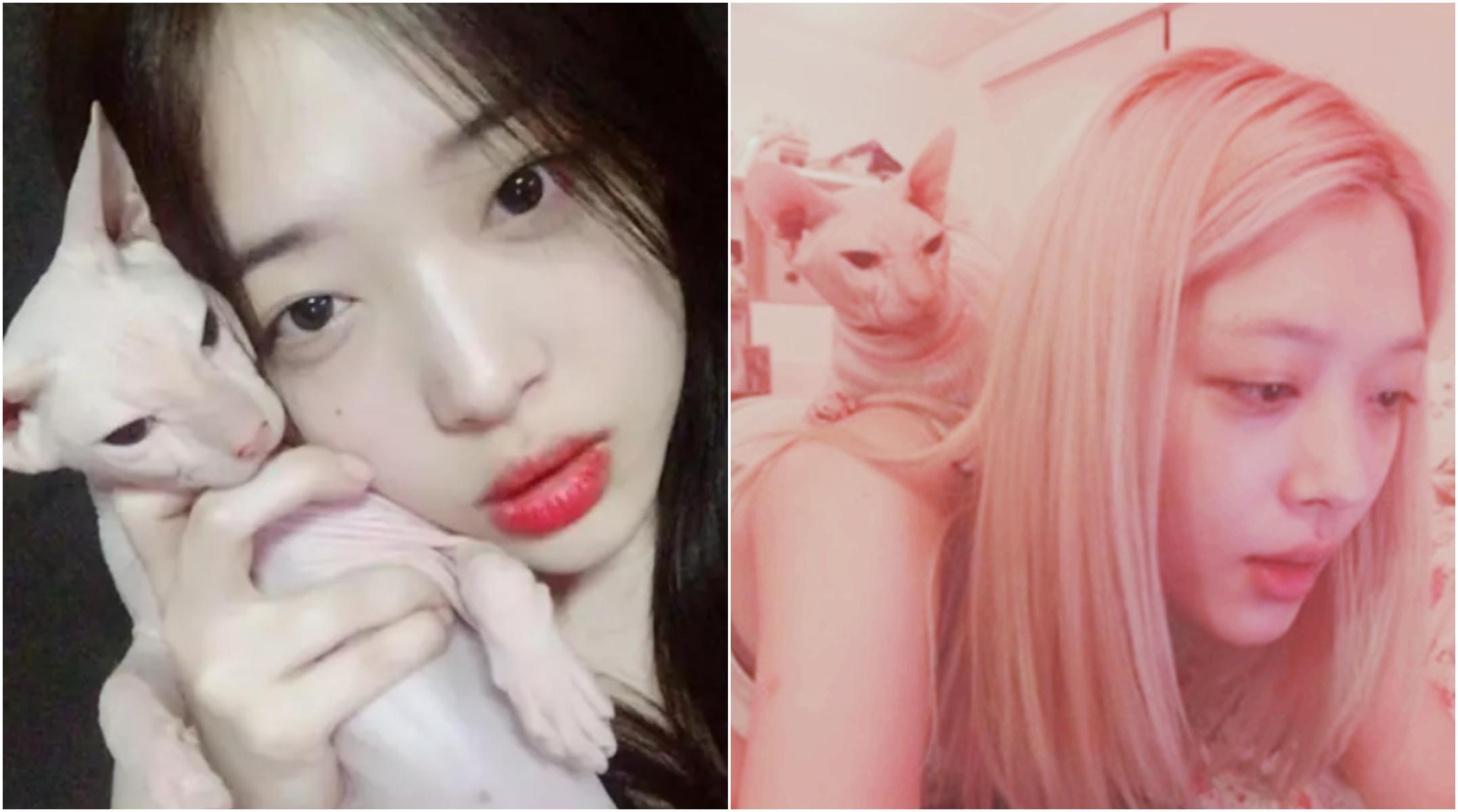 スフィンクス種の白い猫を抱いているシーン。猫の表情がしっかりと映し出されています。