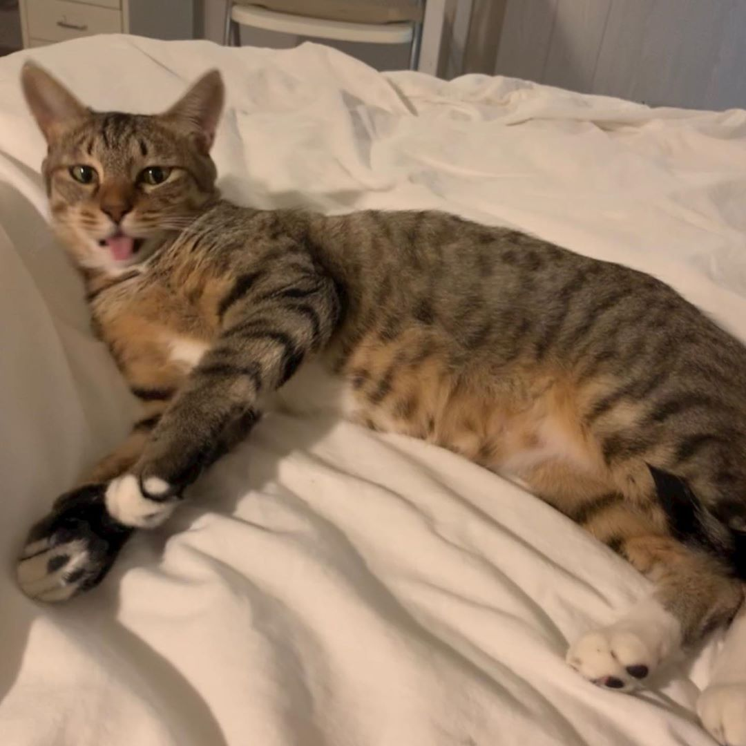 Kucing Kim Chung-jae sedang tidur di atas bantal favoritnya.