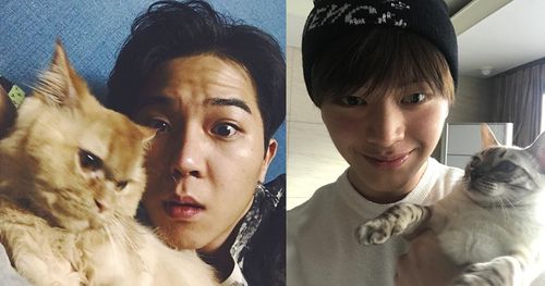 Korean Celebrities Who Are Known For Their Love For Cats!