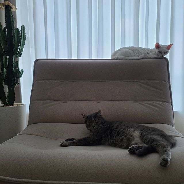 Sunny透過節目領養的流浪貓Hoochu