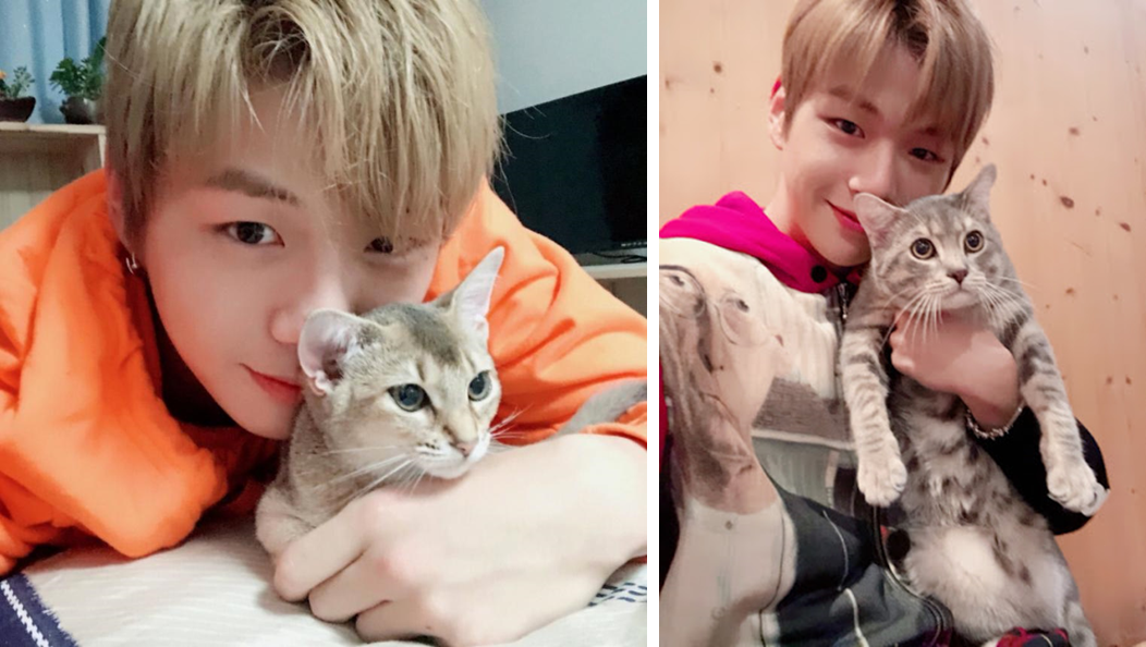 Korean Celebrities Who Are Known For Their Love For Cats!