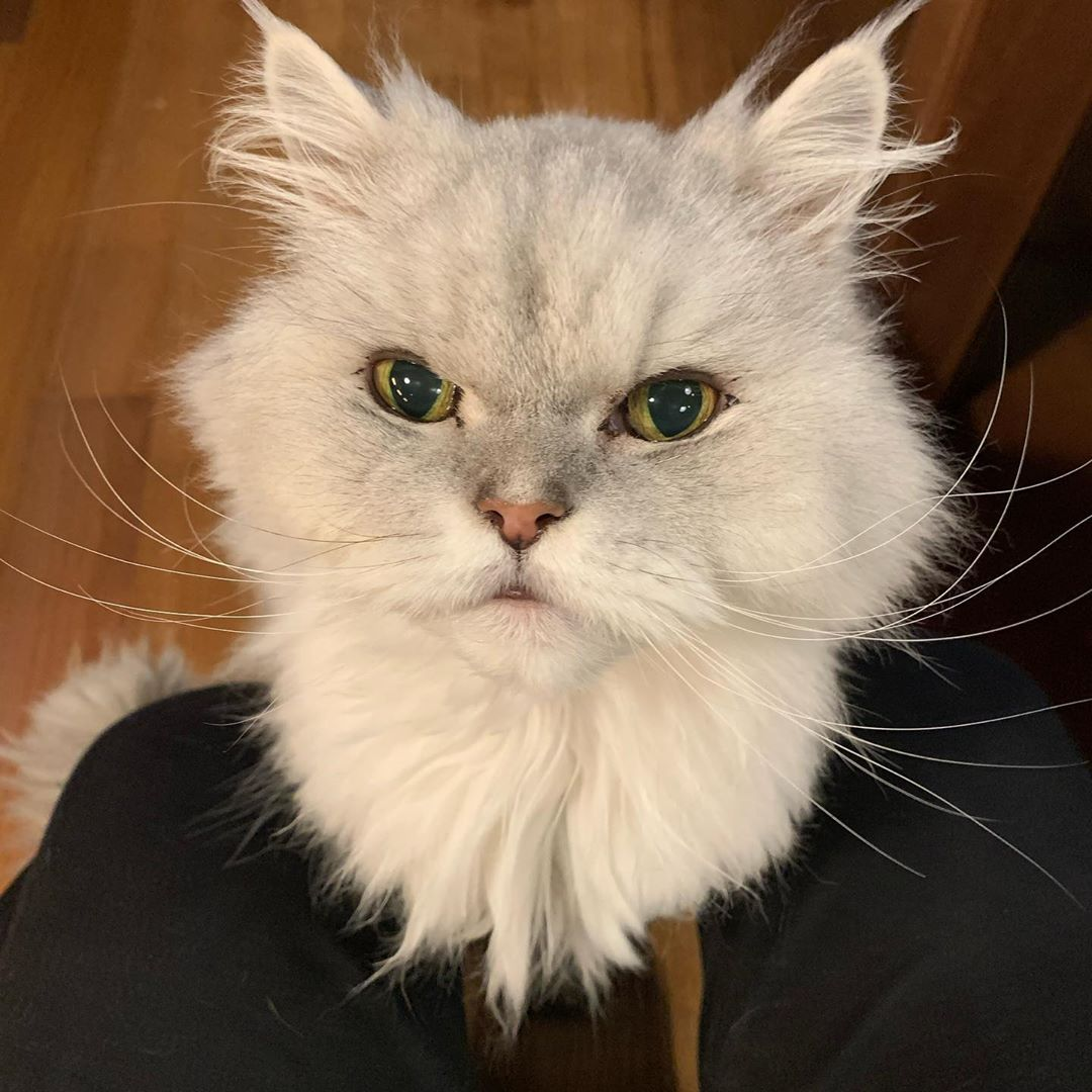 李孝利的貓Suni和Samsigi在家中