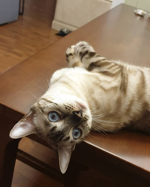 韓國偶像陸星材與他的貓Sami