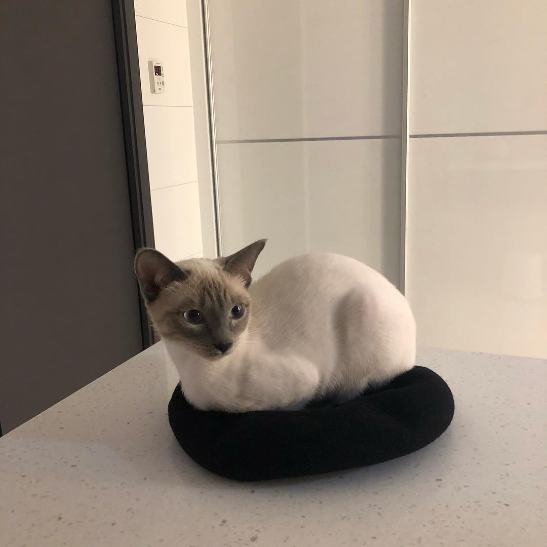 Seorang aktris terlihat bersandar sambil menggendong dua kucing berwarna keabuan, menampilkan momen-momen hangat antara manusia dan hewan peliharaan.