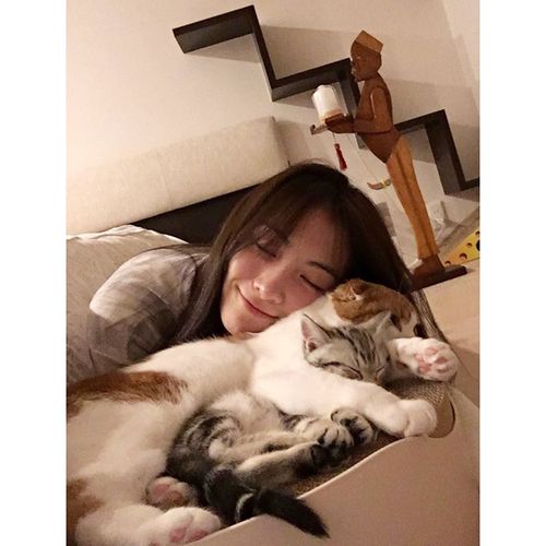 Creatrip 韓国芸能人の愛猫たち Creatrip 韓国芸能人の愛猫たち