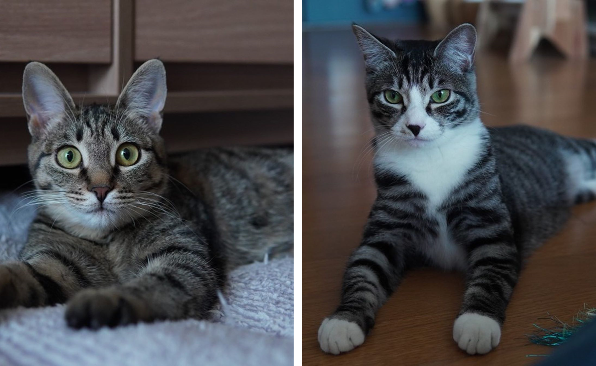 俞承豪的一隻領養貓在享受温暖的陽光