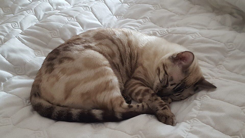 BTOB成員陸星材的貓Sami在家中可愛的姿態