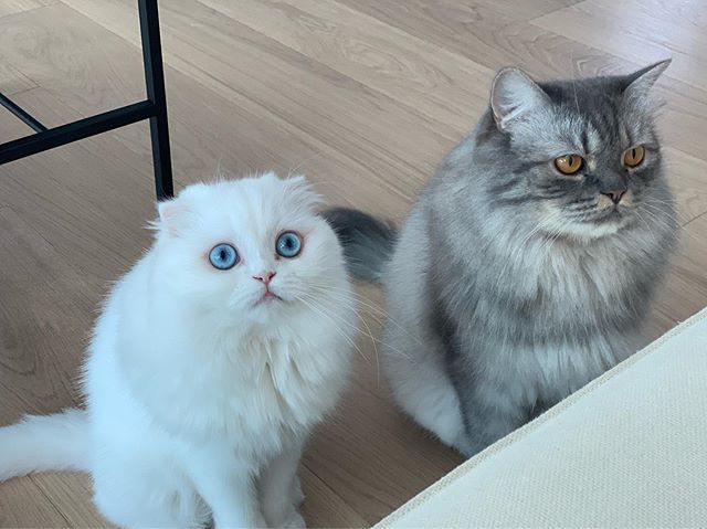 樸信惠的其中一隻貓躺在沙發上的樣子