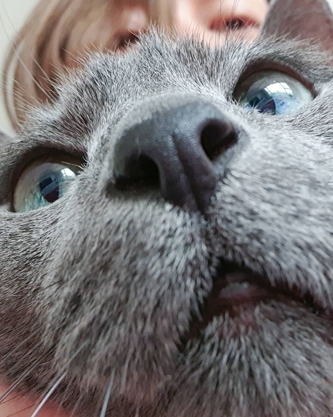 金希澈的寵物貓和狗在室內玩耍