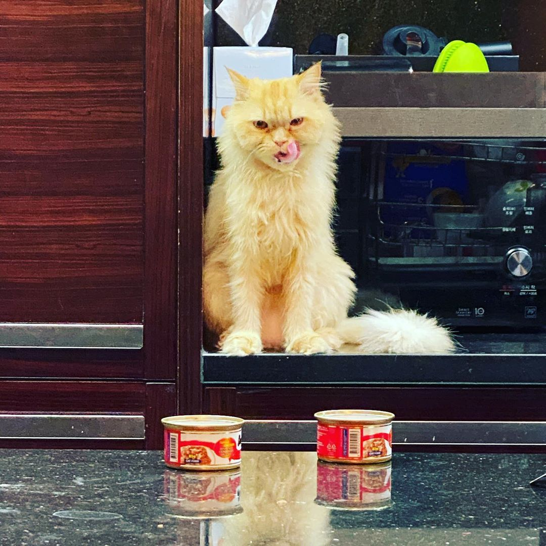 Mino的寵物長毛貓Johnny在家中放鬆