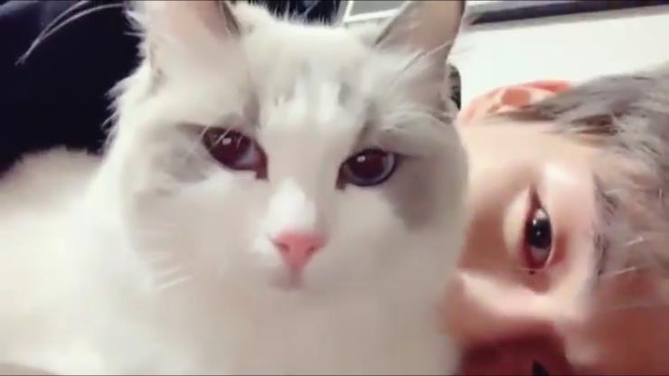 Korean Celebrities Who Are Known For Their Love For Cats!