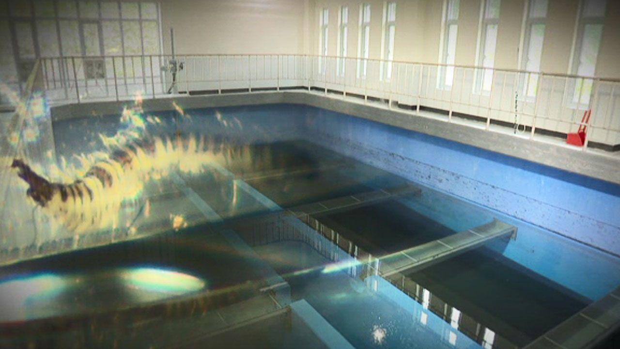 韓國自來水蟲蟲危機