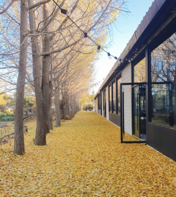 秋に紅葉に覆われたくぬぎの並木道とカフェの側面