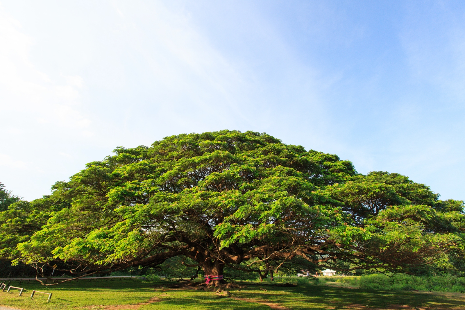 ต้นจามจุรียักษ์ที่กาญจนบุรีมีความสวยงามและใหญ่โต เหมาะสำหรับการมาถ่ายรูปและขอพร