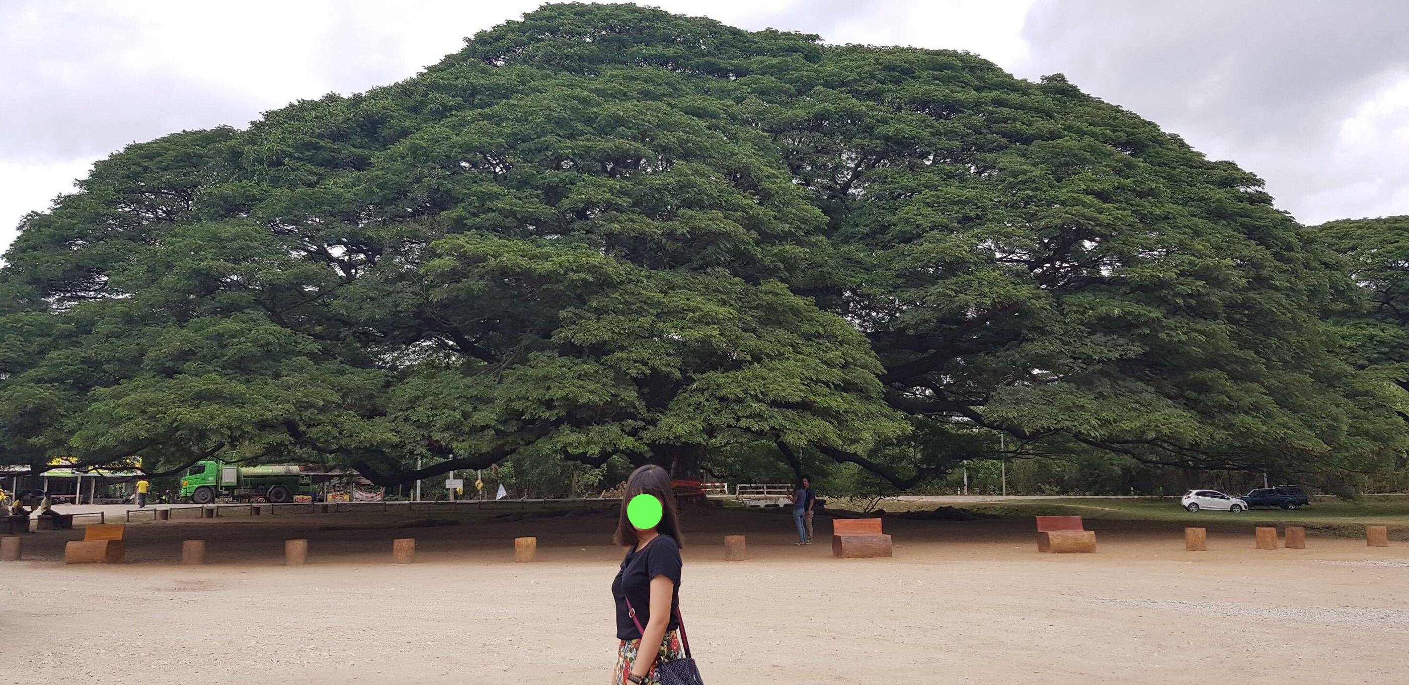 ภาพของต้นจามจุรียักษ์ที่กาญจนบุรีที่ล้อมรอบไปด้วยธรรมชาติและพื้นที่เปิดโล่ง