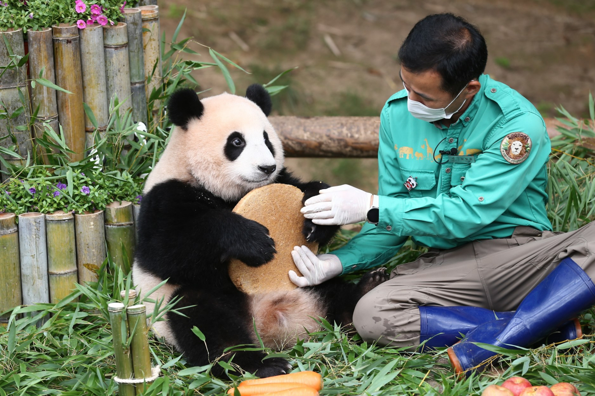 在愛寶樂園，長大的福寶貓熊正和一位穿綠色制服的照顧者在一起，展示牠可愛的樣子和健康的成長。