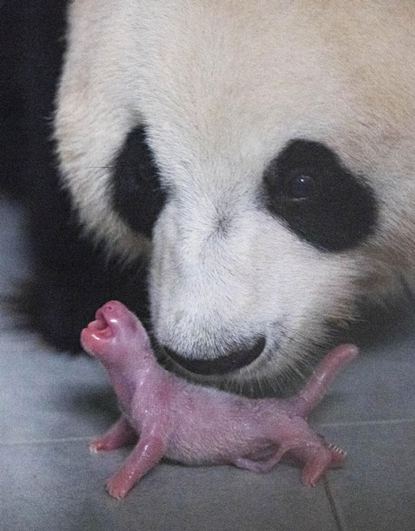 Korea Celebrates Its First-Ever Birth Of A Panda In The Nation | A Baby Panda Is Born At A South Korea Zoo