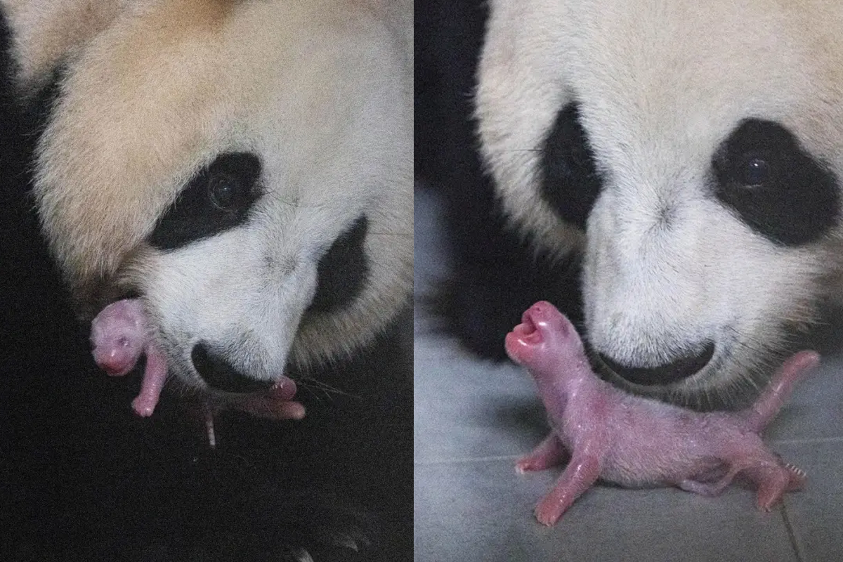 愛寶貓熊媽媽和新生寶寶貓熊在韓國愛寶樂園的近距離互動，展示母愛和天然的照顧行為。