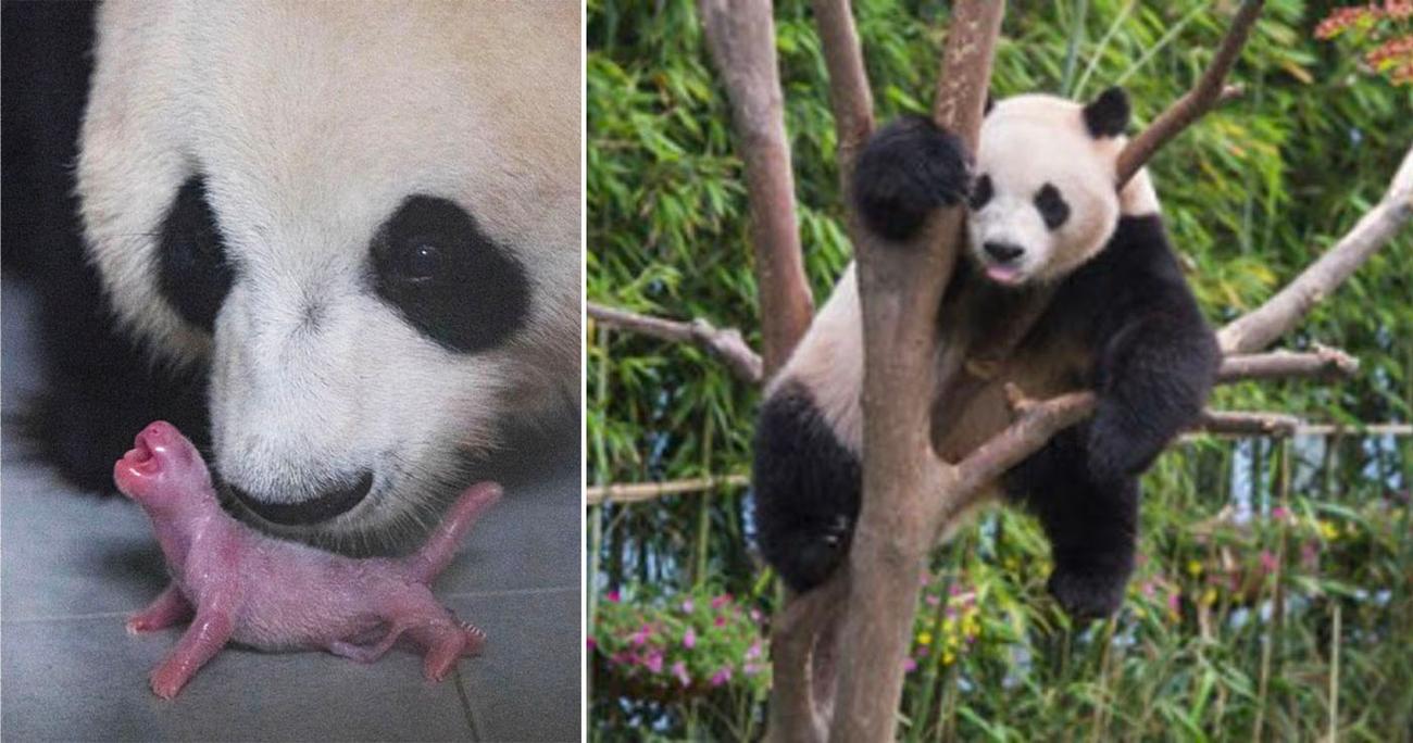 听说你下辈子想做熊猫？-虎嗅网, image size:1300x684