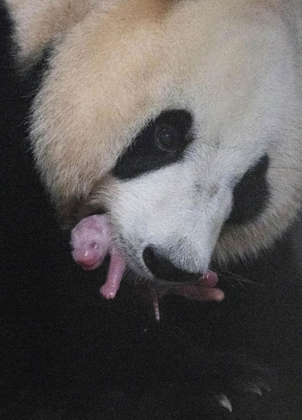 Korea Celebrates Its First-Ever Birth Of A Panda In The Nation | A Baby Panda Is Born At A South Korea Zoo