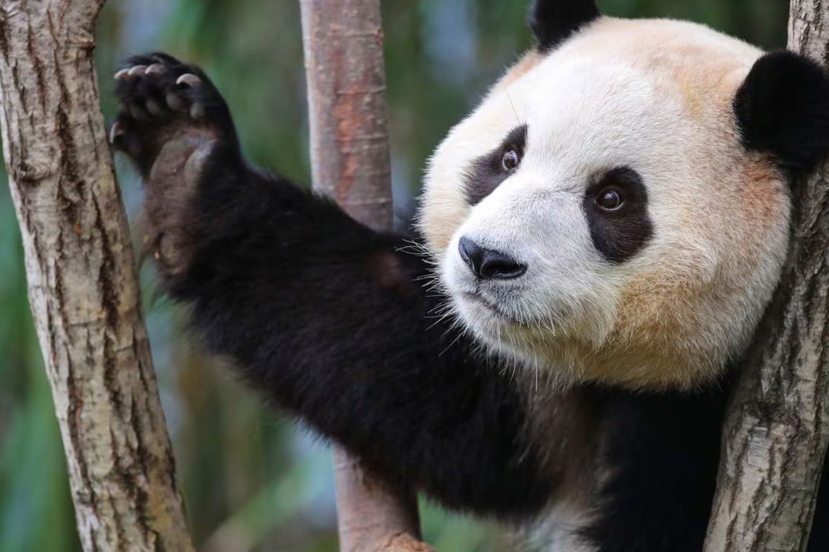 愛寶樂園的貓熊在樹上以好奇的神情望向前方，這張照片展示了貓熊的天性和活潑。