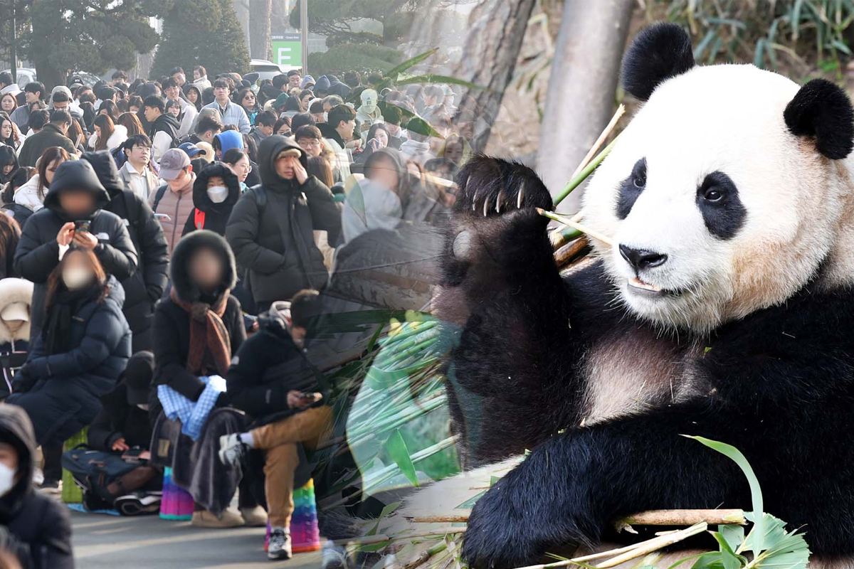 在韓國愛寶樂園，福寶貓熊正在吃竹子，展示健康的飲食習慣和吸引眾多人潮前來觀賞的情況。