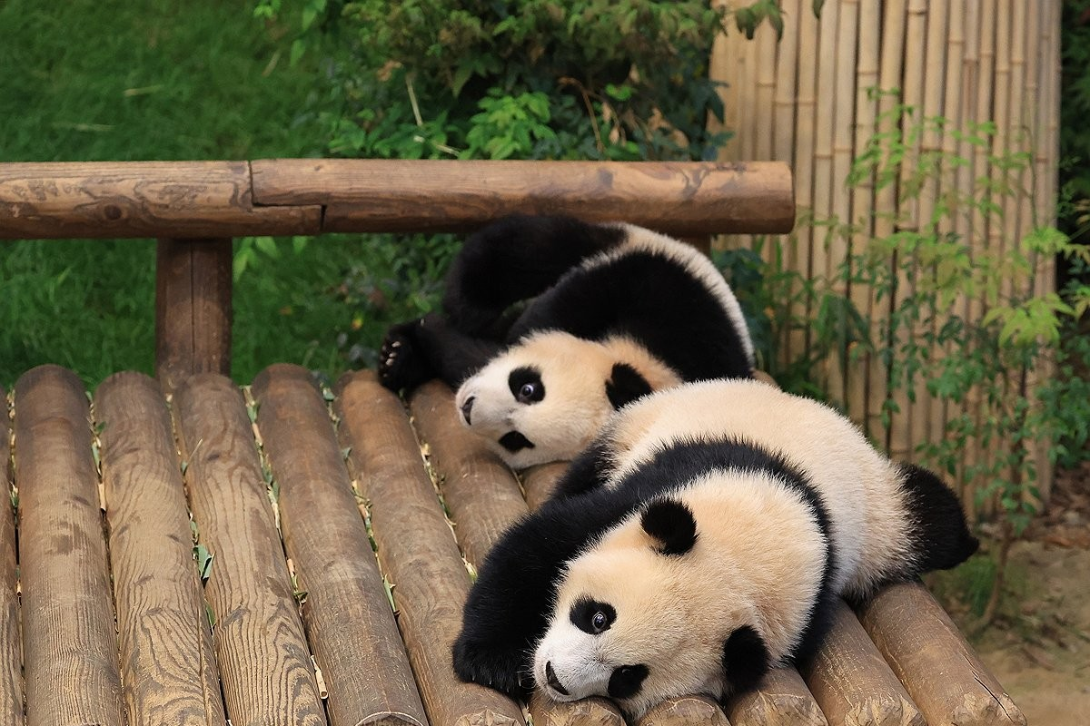 愛寶樂園的睿寶與輝寶貓熊雙胞胎姐妹在木椅上放鬆，展示貓熊家族的可愛與和諧氛圍。