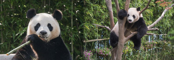 Korea Celebrates Its First-Ever Birth Of A Panda In The Nation | A Baby Panda Is Born At A South Korea Zoo