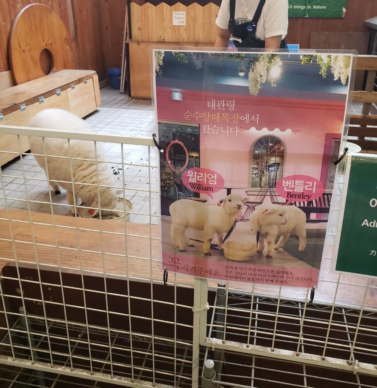 牧場から来た羊についての説明と羊たち