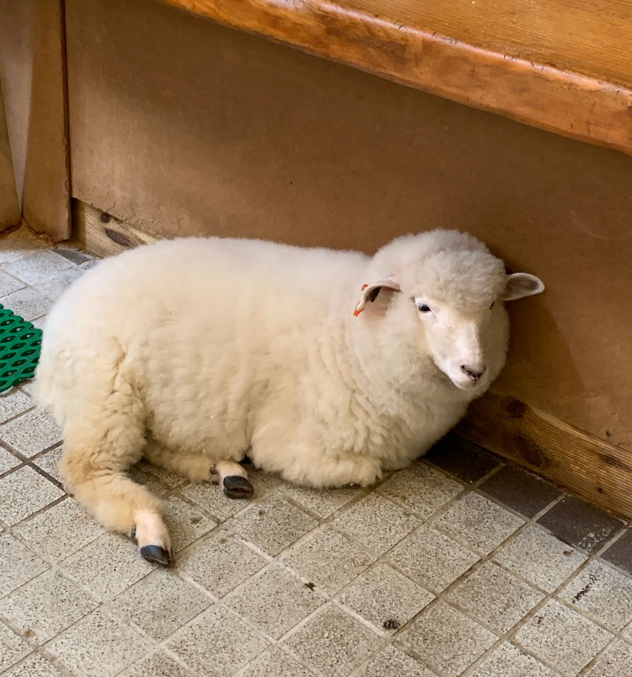 THANKS NATURE CAFE | An Animal Cafe In Hongdae Where You Can Meet Cute Lambs