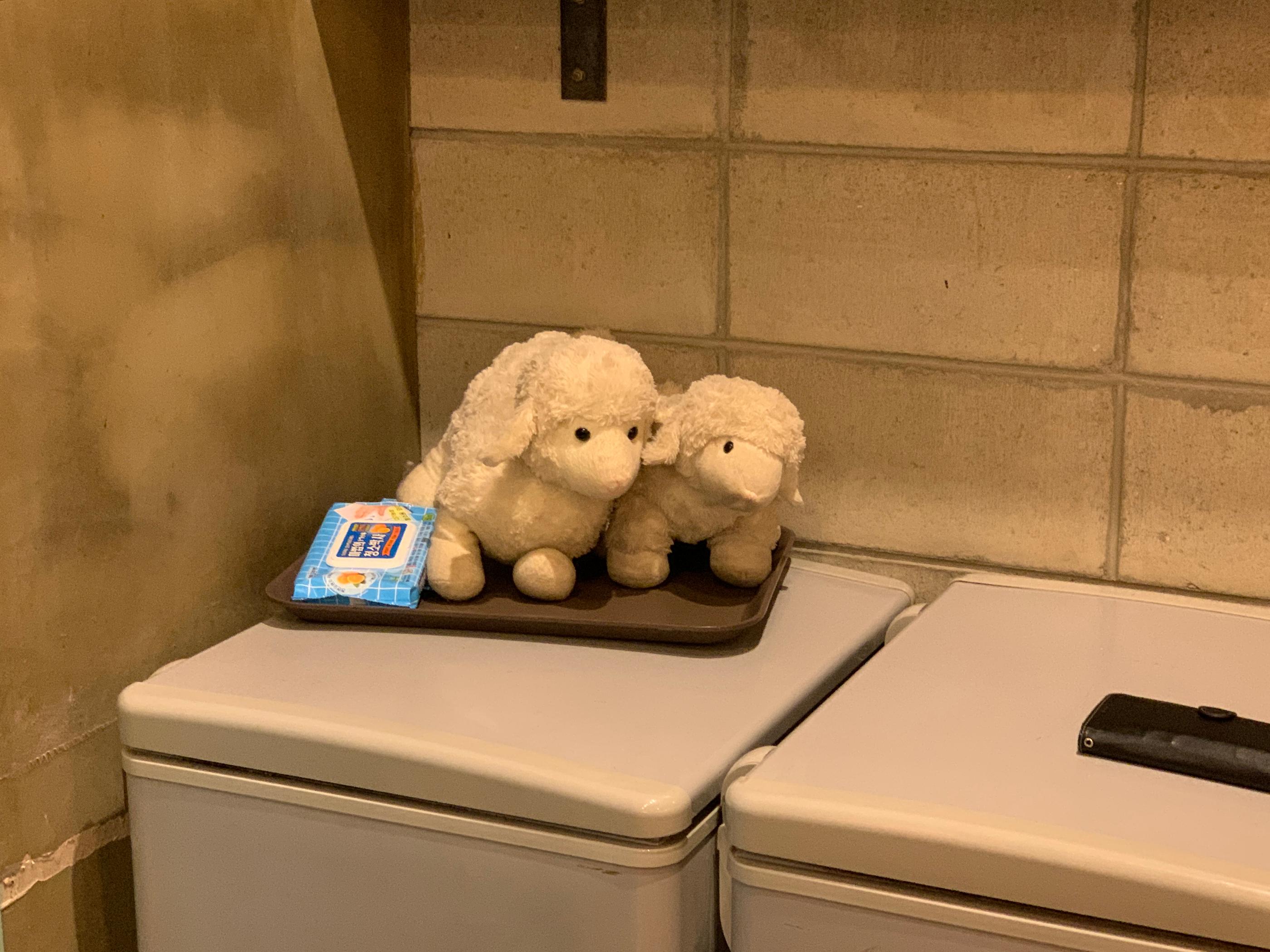 THANKS NATURE CAFE | An Animal Cafe In Hongdae Where You Can Meet Cute Lambs