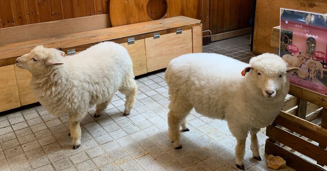 Kafe Hongdae | TERIMA KASIH NATURE CAFE